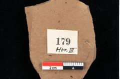 Foto (Detailansicht) von Glyptostrobus europaeus Brongniart (NHMW-GEO-2024-0188-0179)